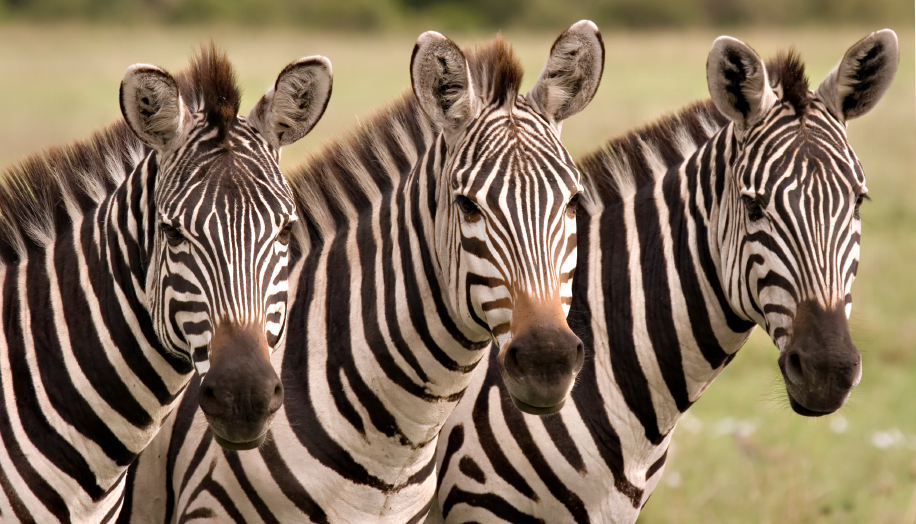 Zebras close up