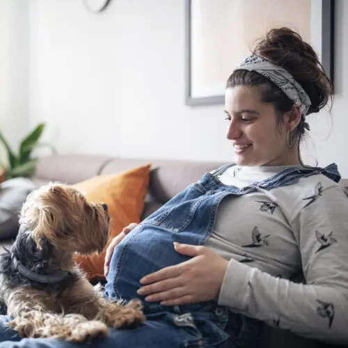 a pregnant woman relaxes on a couch and smiles down at a small dog sitting on her lap